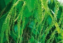 Une igname mahoraise au menu