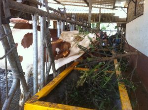 Les bovins croisés entre zébus et Montbéliardes représente près de la moitié du cheptel de mayotte