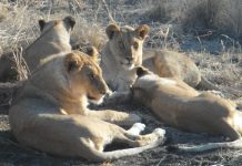 Madikwe, une renaissance dans la savane