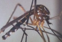 Pia, le moustique qui fait le buzz