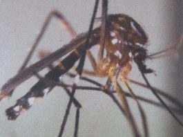 Pia, le moustique qui fait le buzz