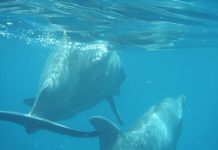 Fait-il bon se baigner dans le lagon ?