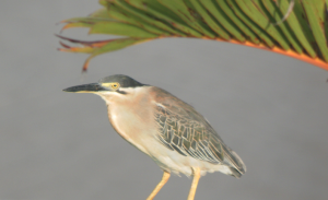 La richesse de la faune mahoraise