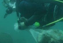 Le grand nettoyage sous-marin