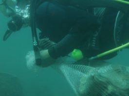 Le grand nettoyage sous-marin