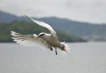 Pailles-en-queue : la bague à la patte