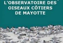 Mayotte accueille 26% des sternes voyageuses de l’océan Indien