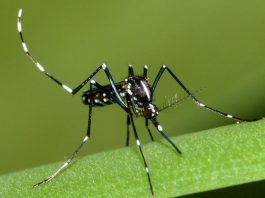 Le virus Zika est arrivé à La Réunion