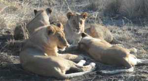 Un groupe de lionnes en Afrique du Sud