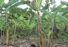 L’agriculture ultramarine en danger