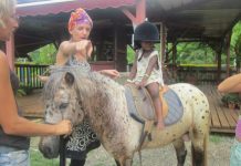 Centre équestre : le cheval pour tous