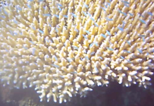 Etat de santé des coraux : en voie d’amélioration