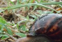 «Ne laissez pas vos enfants jouer avec les escargots»