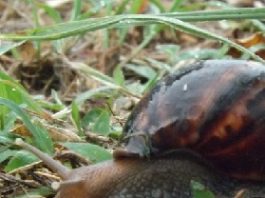«Ne laissez pas vos enfants jouer avec les escargots»