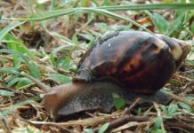 Un enseignant probablement atteint de la méningite des escargots