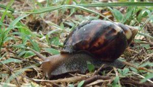 L'achatine ou escargot géant d'Afrique