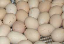 Impact de l’inflation de 1,3% sur le budget des ménages