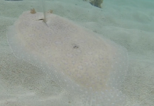 Pétition contre la chasse sous marine