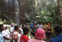 Patrimoine naturel : ils replantent des arbres de Mayotte