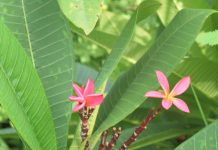 Naissance d’une fleur aux Comores