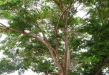 Patrimoine naturel de Mayotte: tout savoir sur 115 arbres et arbustes de notre île
