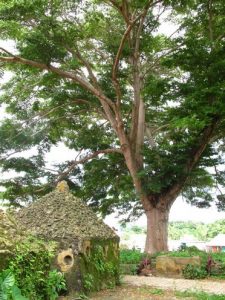 L'arbre de Mayotte pour la compétition nationale 2014