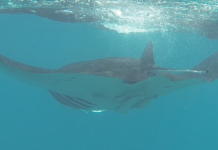 Plongée sous-marine, les bons réflexes en cas d’accidents