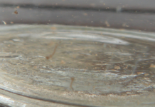 Dengue: 15 nouveaux cas, appel de l’ARS à éradiquer les gîtes larvaires