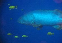 Lagon de Mayotte : la connaissance progresse malgré tout