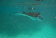 Le lagon mahorais a son ATOLL