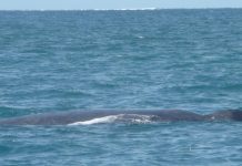 La Réunion: première baleine de la saison