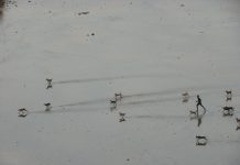 Chiens de Koungou : après la pendaison