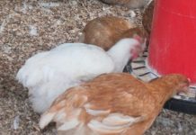 Europe : mangera-t-on du poulet chloré ?