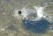 Mayotte possible collectivité-pilote sur la biodiversité