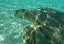 Le lagon au patrimoine mondial : les tous premiers pas