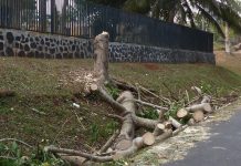 Mouvement social: «Non à l’abattage des arbres!»