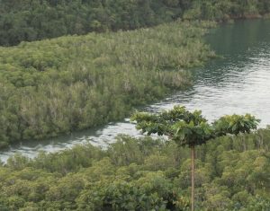 Une mangrove mahoraise