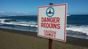 Requins Réunion