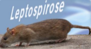 Leptospirose 2