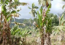 L’agriculteur accusé d’avoir tiré sur un présumé voleur, élu de la CAPAM