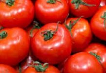 Après la destruction des plants il y a un an, les tomates placées sous surveillance renforcée