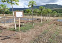 Première journée du végétal: Alternatives aux pesticides et gammes de fruits séchés au menu