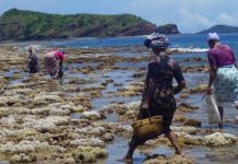 Mtsahara: réouverture de la pêche au poulpe sur le 2ème site pilote ce samedi