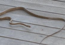 Mayotte : Une biodiversité riche et encore méconnue