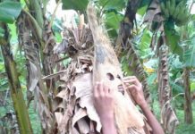 «Safari musical», festivals, concerts, visites, soirées… Votre weekend à Mayotte