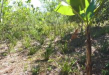 La disparition annoncée du «jardin mahorais»