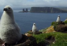 La réserve naturelle nationale des Terres australes françaises fête ses 10 ans