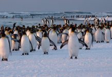 Les TAAF deviennent patrimoine mondiale de l’Unesco