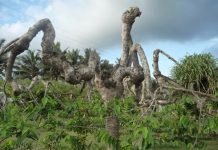 Comment produire à nouveau des huiles essentielles d’Ylang-ylang à Mayotte
