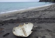 Les restes d'une trentaine de tortues braconnées retrouvés sur l’îlot Mtsamboro